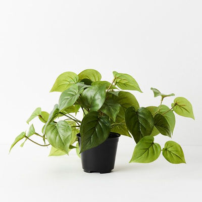 6 x Philodendron in Pot