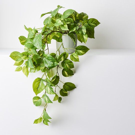 6 x Pothos in Pot