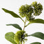 12 x Sweet Gum Blossom