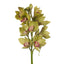 6 x Orchid Cymbidium