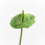 12 x Anthurium
