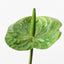12 x Anthurium