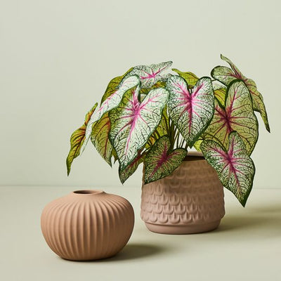 4 x Caladium in Pot