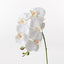 12 x Orchid Phalaenopsis Spray
