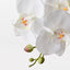 12 x Orchid Phalaenopsis Spray