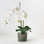 Orchid Phalaenopsis in Vase