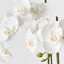 Orchid Phalaenopsis in Vase