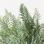 12 x Fern Coral Bush