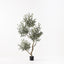 Olive Tree x5 (w/o fruit)