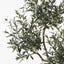Olive Tree x5 (w/o fruit)