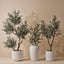 Olive Tree x5 (w/o fruit)