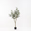 Olive Tree (w/o fruit)