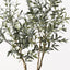 Olive Tree (w/o fruit)