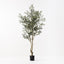Olive Tree (w/o fruit)