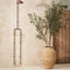 Olive Tree (w/o fruit)