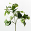 12 x Pothos Spray