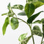 12 x Pothos Spray