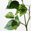 12 x Pothos Spray