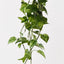 6 x Pothos Hanging Bush