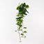 6 x Pothos Hanging Bush