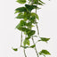 6 x Pothos Hanging Bush