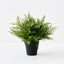 Fern Leather Plant