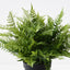 Fern Leather Plant
