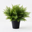 Fern Leather Plant