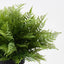 Fern Leather Plant