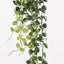 12 x Cordata Hanging Bush