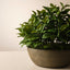 Philodendron Plant in Bowl