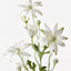 12 x Flannel Flower Spray