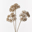 12 x Heracleum Spray