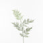 12 x Fern Asparagus Spray