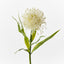 12 x Protea Leucospermum