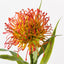 12 x Protea Leucospermum