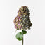 6 x Hydrangea Cone