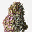 6 x Hydrangea Cone