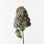 6 x Hydrangea Cone