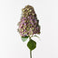 6 x Hydrangea Cone
