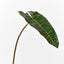 12 x Philodendron Leaf