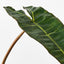 12 x Philodendron Leaf