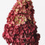 Cone Hydrangea