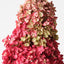 6 x Hydrangea Cone