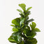 Fiddle Leaf Tree