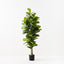 Fiddle Leaf Tree