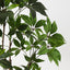 Pachira Aquatica Tree