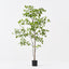 Black Olive Tree