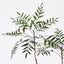 Palmera Tree