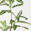 Cassia Tree